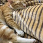 [Edit Hoàn] Thái Đản Du Hí (Trò Chơi Trứng Phục Sinh) – Bạc Mộ Băng Luân