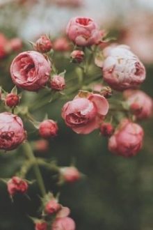 Đam Mỹ Nhất Thụ Đa Công