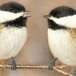 [Bhtt] [Hoàn] [Edited] Hữu Ương Lưỡng Song – Bằng Y Úy Ngã