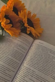 [ 12Cs | Bl ] Sunflower