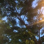 Trong Thế Giới Mới