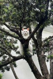 Rối Em Nhờ | Meow