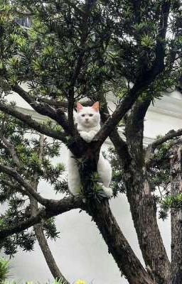 Rối Em Nhờ | Meow