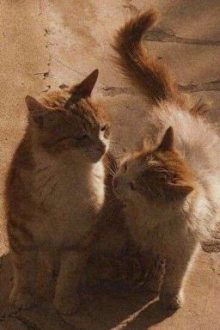 ( 12Cs – Bl ) Textfic “Meow”