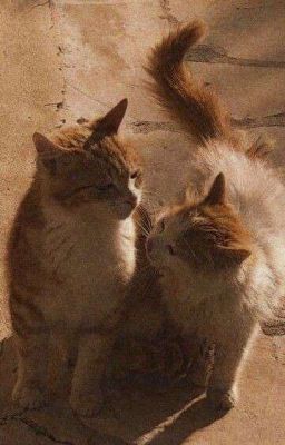 ( 12Cs – Bl ) Textfic “Meow”