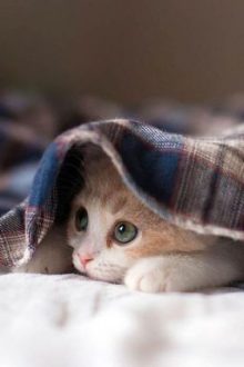 [Hoàn] [Đam Mỹ Edit] Nhiếp Chính Vương Hôn Mèo Mỗi Ngày