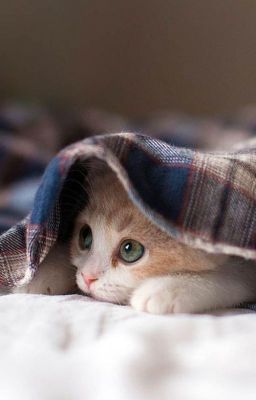 [Hoàn] [Đam Mỹ Edit] Nhiếp Chính Vương Hôn Mèo Mỗi Ngày