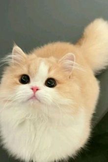 Huấn Văn Ngẫu Hứng