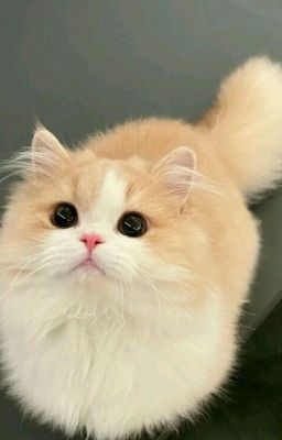Huấn Văn Ngẫu Hứng