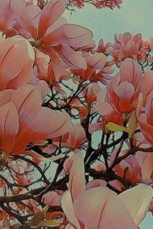 Nước Mắt Hoa Mộc Lan
