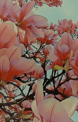 Nước Mắt Hoa Mộc Lan