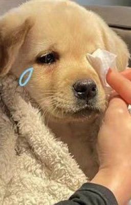 Bé Theo Đuôi Hướng Nội Cùng Ông Xã Đỉnh A Của Bé