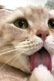Cầm Thú Không Bằng (Bách Hợp Futa)