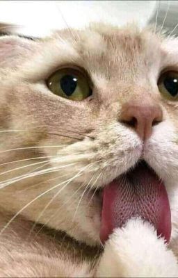 Cầm Thú Không Bằng (Bách Hợp Futa)