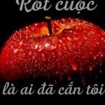 [Edit Hoàn] Rốt Cuộc Ai Đã Cắn Tôi