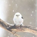 [Hoàn || Huấn + Đam || Edited] Huyến Lạn Anh Hào (1): Tiêu Kim Hành Động