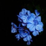 [Npot / Volk / 3P] Điều Giáo.